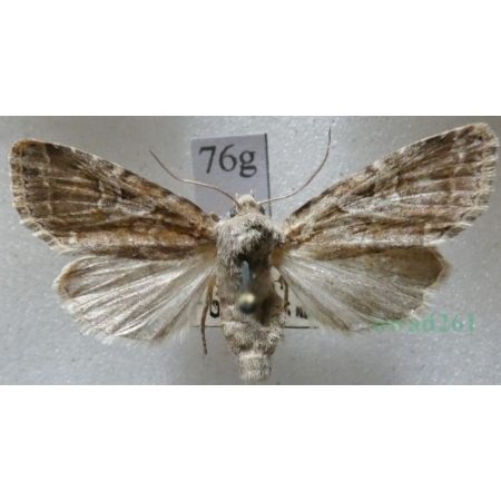 Apterogenum ypsillon (Denis & Schiffermüller, 1775) Slovakia76g